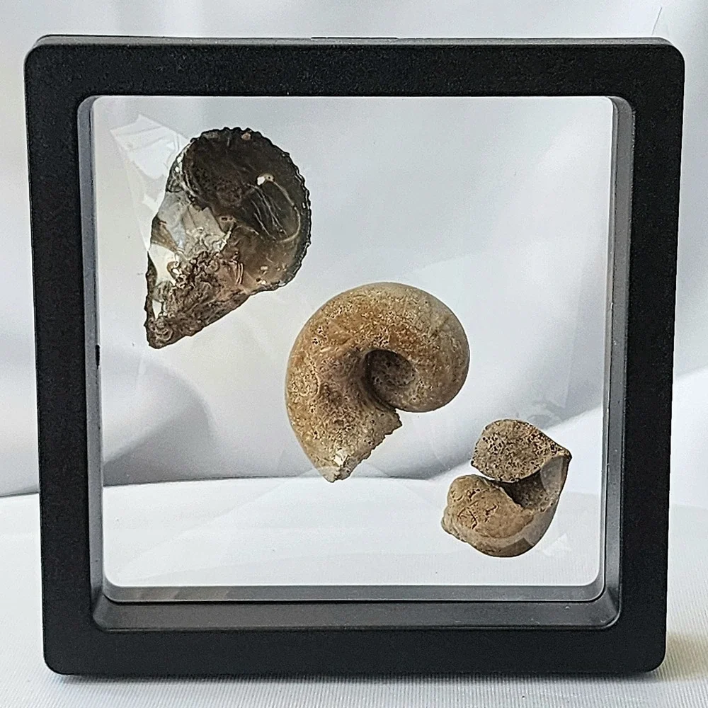 Late Cretaceous Period Ancient Fossil Carnivorous‎ Snail Trio Display Original